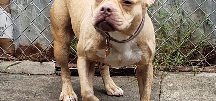 Blondie – French Bulldog mixed. Approximately 5 years. Spayed. Very sweet, gets along well with kids and most dogs. Does not like cats.