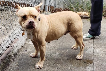 Blondie – French Bulldog mixed. Approximately 5 years. Spayed. Very sweet, gets along well with kids and most dogs. Does not like cats.