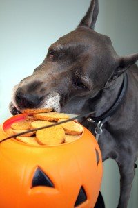 Dogs and Cats Catch Pumpkin Fever Too!
