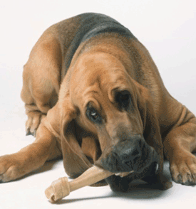 Three Natural Ways to Get Rid of Dog Tartar