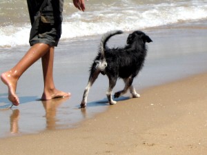 Dogs at the Beach