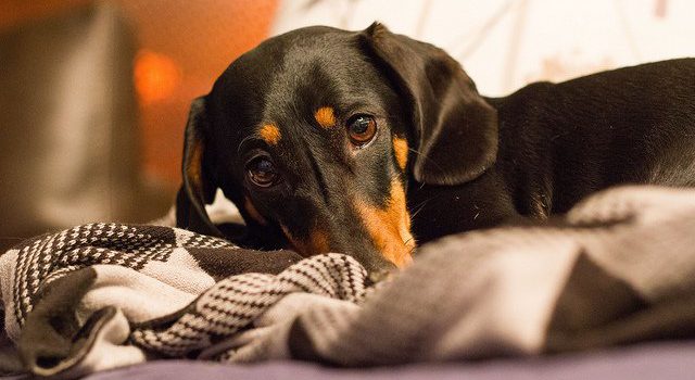 Don't Poison Your Pet! Look Out for These Common Household Items