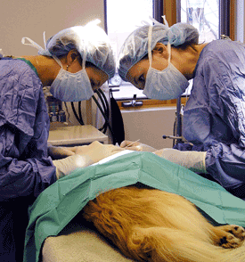 Caring For Pets After Pet Surgery