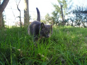 Cat Enclosures Offer Outdoor Access with Indoor Safety